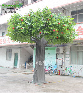 高真苹果树