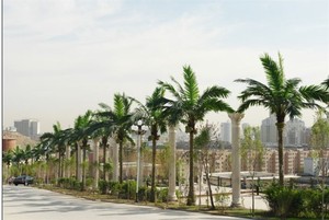 工程-仿真椰子树