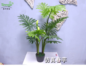春芋盆栽