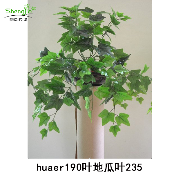 huaer190叶地瓜叶235