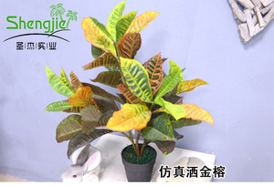 仿真洒金榕盆栽