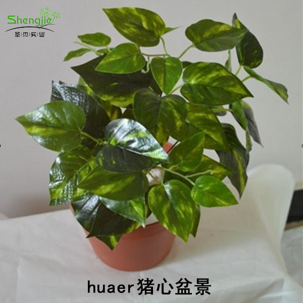 huaer猪心盆景
