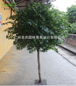 网红造景枫树