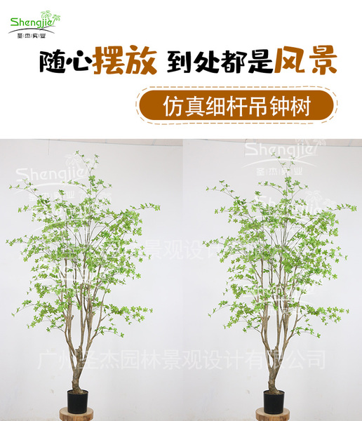 吊钟树_01.jpg