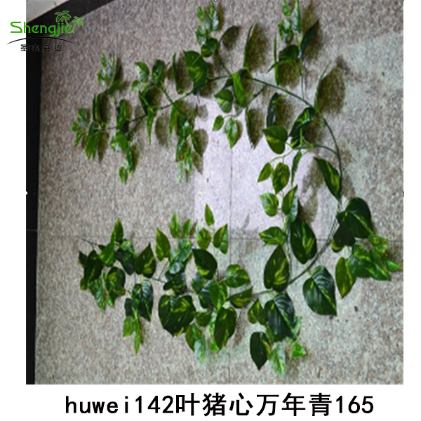 huwei142叶猪心万年青165