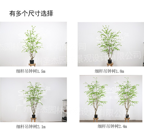 吊钟树_03.jpg