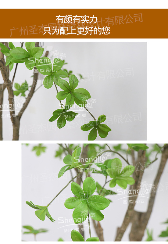 吊钟树_05.jpg