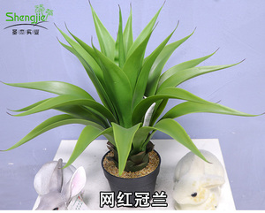 仿真皇冠兰盆栽