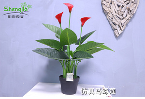 马蹄莲盆栽