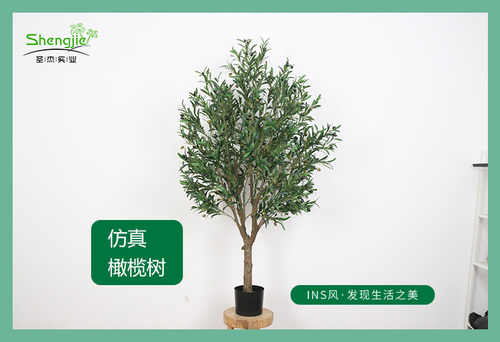 橄榄树_01.jpg