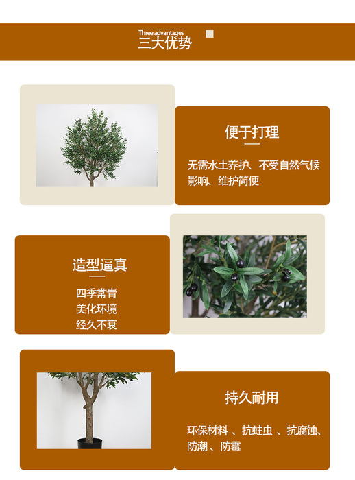 橄榄树_03.jpg