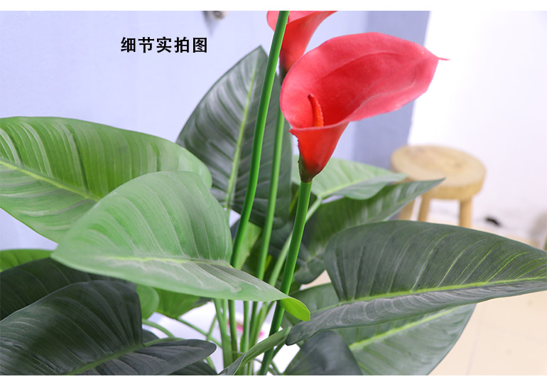 马蹄莲盆栽 - 圣杰园林景观工艺